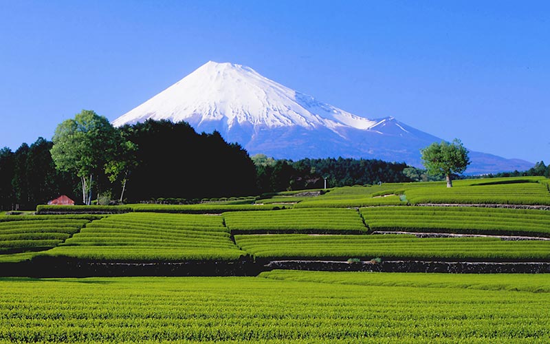 Obuchi Sasaba